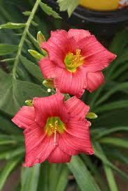 We did not find results for: Daylily Hemerocallis Little Business From Growing Colors