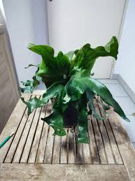 Image result for Platycerium stemaria