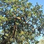 Image result for Pavetta schumanniana