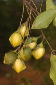 Image result for Rourea