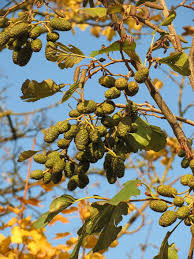 The top of haleakala is at roughly 10,000 feet, which provides the cool temperatures that are ideal for red cedar, which isn't native to hawaii. Alnus Glutinosa Common Alder Black Alder European Alder Alder Fruits Catkins Flora Botany Tree Plant Pikist