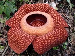 Rafflesia Arnoldii Lily Plants