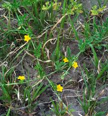 Image result for Cucumis kalahariensis