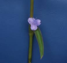 Image result for Cyanotis axillaris