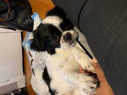 Pagesbusinesseslocal servicepet servicepet breederjapanese chin,puppies in kennel golden armyvideosfor sale girls japanese chin. Japanese Chin Dog Shipping Rates Services