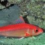 Profile Picture of Etelis oculatus, Queen Snapper - Shorefishes - The Fishes - Species (@si.edu) on Google