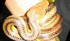 The Yellow Rat Snake