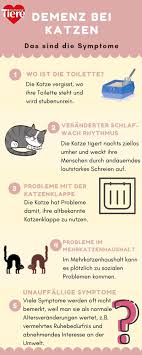„ab wann bist du eigentlich senior developer? Jede Dritte Altere Katze Leidet An Demenz So Kannst Du Deinem Senior Halt Geben Katzen Katzenkrankheiten Katzenpflege