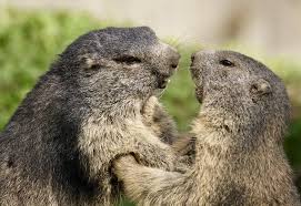 Marmots need not worry about being an 'older mum'