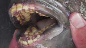 This Human Toothed Fish Won T Give You Nightmares But Its Cousin Will Pacu Fish Fish Teeth Fish