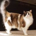 Calico Ragdoll Cats For Sale | The Cat Gallery