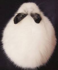 Http Www Gameim Com Product Guild Wars 2 Gold Html Cute Creatures Cute Animals Cute Baby Animals