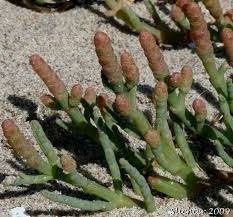 Image result for Salicornia perrieri