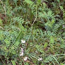 Image result for Securigera  varia