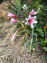 Image result for Crinum buphanoides