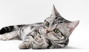 American shorthair grey and white cat breeds. American Shorthair Cat Breed Information