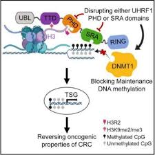 I am your national cancer fighters program manager. Turning Silenced Cancer Genes Back Into Fighters Johns Hopkins Medicine