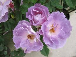 Nama latin bunga anggrek adalah orchidaceae. 9 Bunga Ungu Yang Siap Perindah Halaman Rumah Anda Wanita22