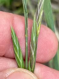 Image result for Bromus catharticus