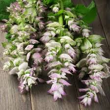 Image result for Salvia sclarea