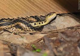 Start reading here you will find all infos related to shape, size, color, types of habitat, and come on, at first talk about its appearance. In The Garden Eastern Garter Snake Atlanta Expat