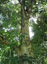 Image result for Gmelina