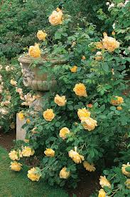 pacific horticulture david austin s english roses for the west coast plants english roses flower garden