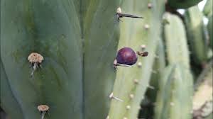Given the conditions they live in, most times, camels can't afford to be selective with what they eat. Blueberry Cactus Myrtillocactus Geometrizans Fruits Kinda Do Taste Like Blueberries Youtube