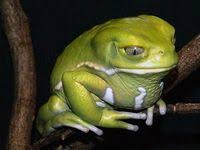Frog Image By Crzymat On Flickriver Frog Frog And Toad Amazing Frog