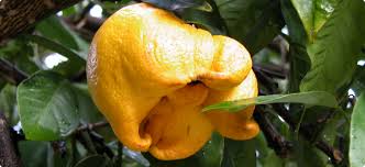 Check spelling or type a new query. Lemon Mites What Damage Does It Cause How To Combat It Idai Nature Lideres En Biocontrol Agricola