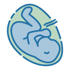 Icon of a fetus in the womb, representing pregnancy care and consultation
