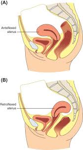 Image result for uterus
