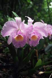 Cattleyatrianae In Situ Beautiful Orchids Cattleya Orchid Beautiful Flowers