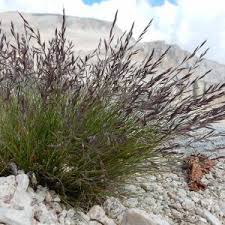 Image result for Festuca chodatiana