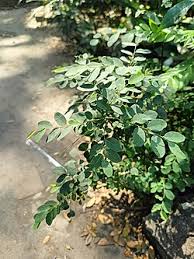 Image result for Phyllanthus reticulatus
