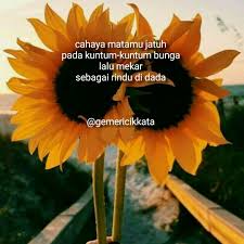 Tinggi menjulang batangmu hijau lebar daunmu kuning warna bungamu mekar indah di. Cahaya Matamu Jatuh Pada Kuntum Kuntum Bunga Lalu Mekar Sebagai Rindu Di Dada Sajak Puisi Poem Poet Mekar Bunga Puisi