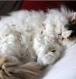 Poodle Cats: Yes, They’re a Thing | The Hearty Soul