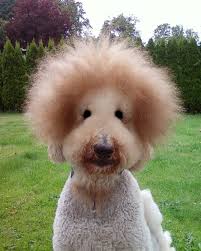 Jecht The Standard Poodle With A Bad Hair Day Poodle Hair Crazy Hair Days Standard Poodle