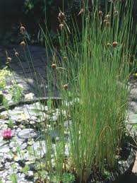 Rimless glass tanks, aquatic plants, stones 15 Best Water Plants For Indoors And Backyard Ponds