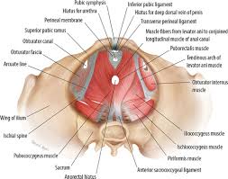 Anatomic relationship between the vaginal apex and the bony architecture of the pelvis: Mri Of The Male Pelvic Floor Radiographics