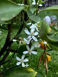 Image result for Citrus reticulata