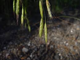 Image result for Bromus leptoclados