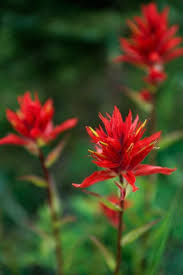 50 State Flowers To Grow Anywhere In 2020 Indian Paintbrush Flowers Indian Paintbrush Laurel Flower