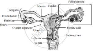 Diagram medical body female female body internal organs medical diagram internal medical body organs organs medical organs female medical female diagram body organs body organs. Long Answer Question Describe Female Reproductive System Of Human Biology Shaalaa Com