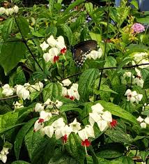 The flowers of bleeding heart vine are arresting, with crimson petals emerging from a white base. White Bleeding Heart Vine Perennials All Almost Eden