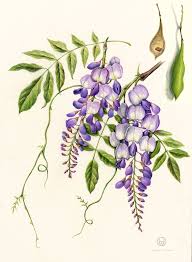 Flowers Gallery Botanical Drawings Botanical Illustration Flower Art