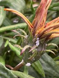 Image result for Mealybug cucumber