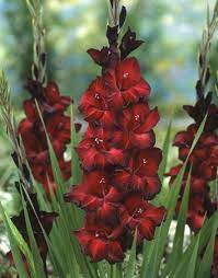 Gladiolus Flowers Planting Growing Caring For Glads Garden Design