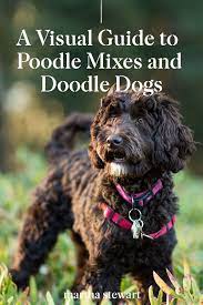 A Visual Guide To All The Different Types Of Poodle Mixes Also Called Doodle Dogs Poodle Mix Cute Dogs Breeds Doodle Dog