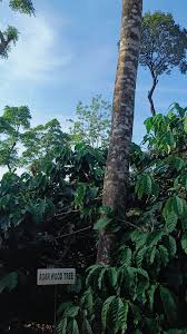 Image result for Ixora mildbraedii